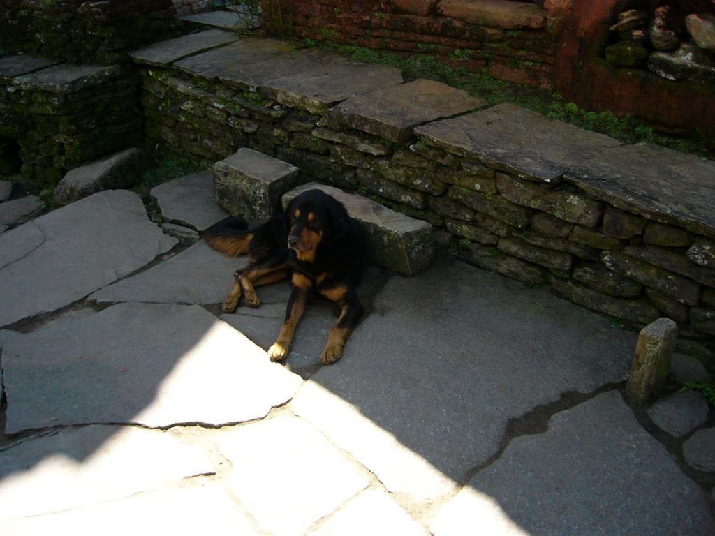 ビレタンティの犬 2006 ゴレパニ・トレッキング