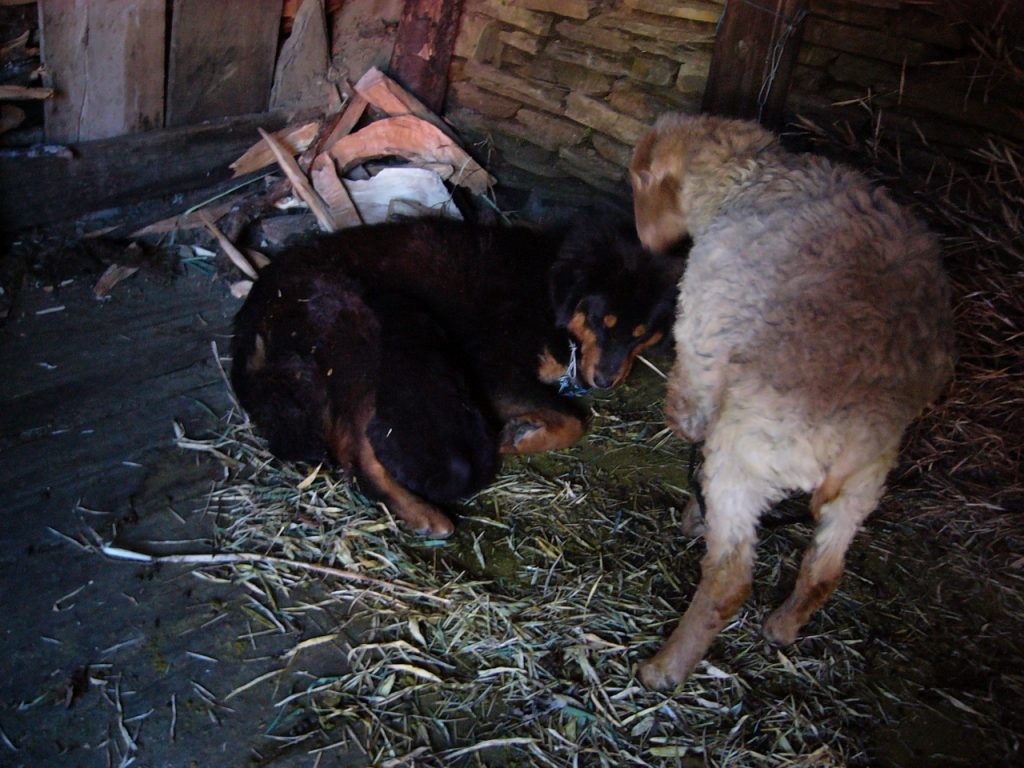 母犬が授乳中 2007/08 デウラリ・トレッキング