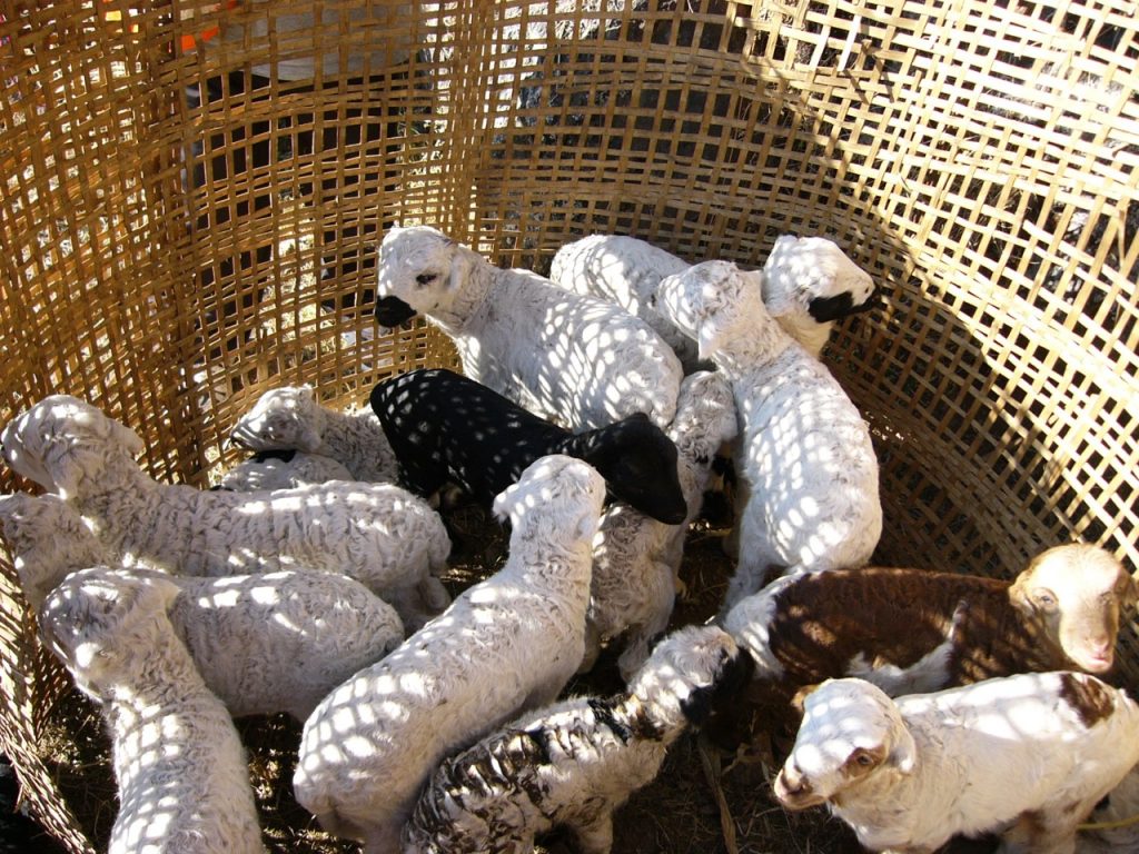 子羊たち 2007/08 デウラリ・トレッキング