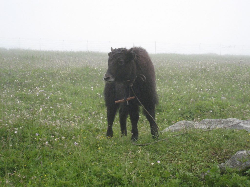 放牧されている家畜 2008 ランタン・トレッキング