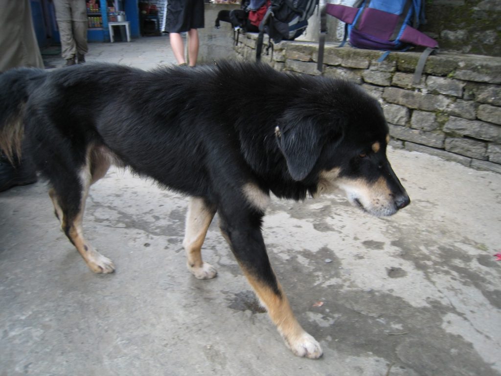 シヌワの犬 2008 アンナプルナ・ベースキャンプ・トレッキング