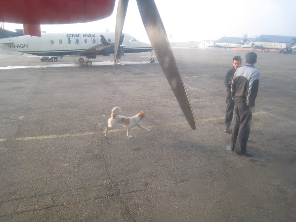 空港内の犬 2009 ナムチェ・バザール・トレッキング