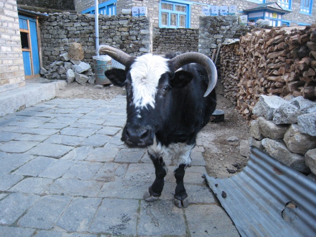 バザールの牛 2009 ナムチェ・バザール・トレッキング