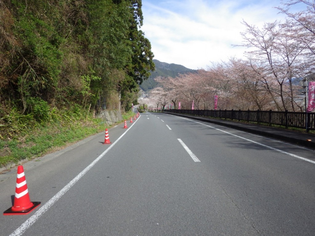 もうすぐ桜も満開に (2015BRM328井川300km)