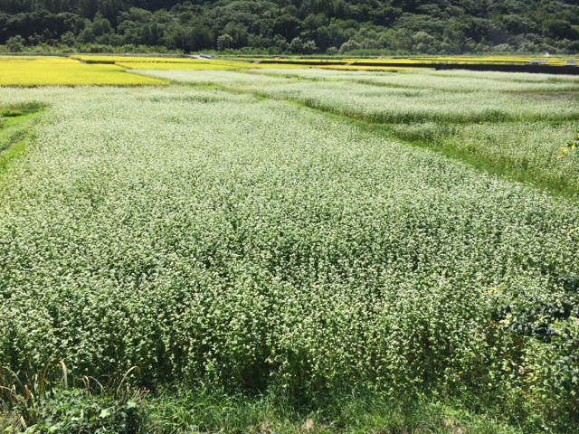 そばの花が満開 BRM914神奈川400km (2014年9月14日)