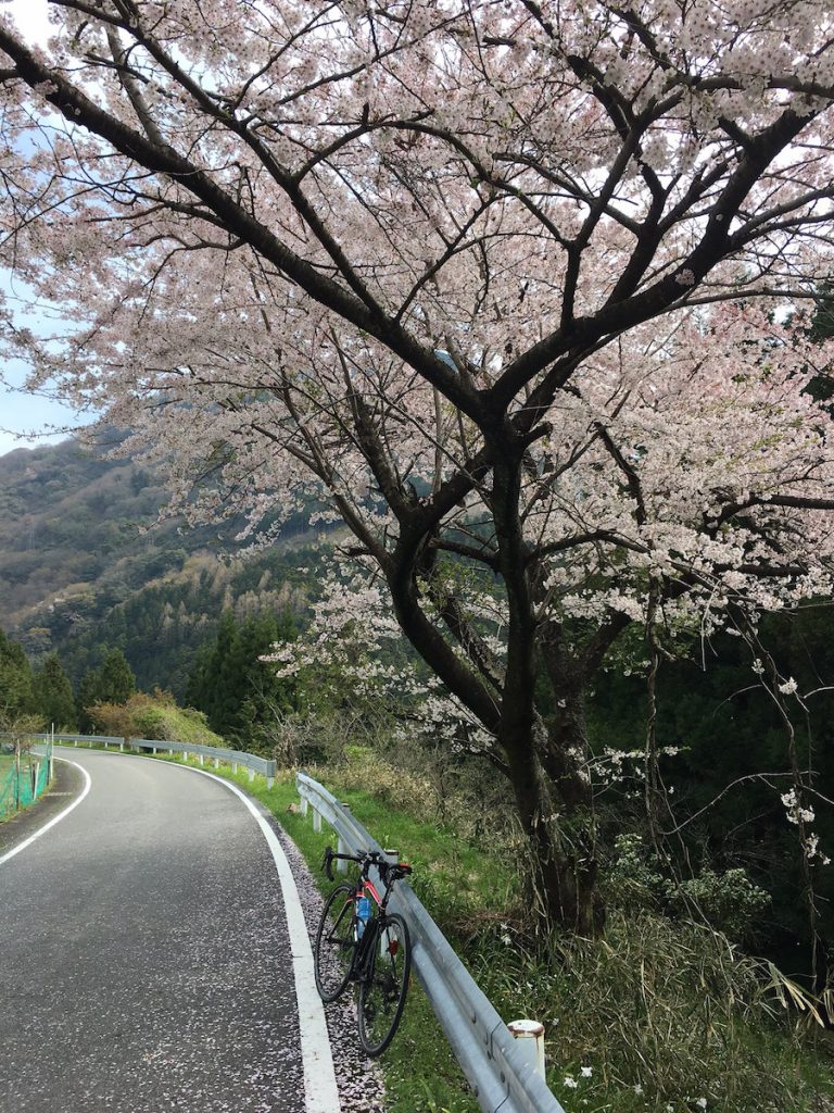 揖斐川沿いの桜